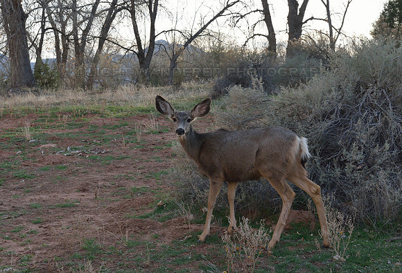 Little deer with large ears