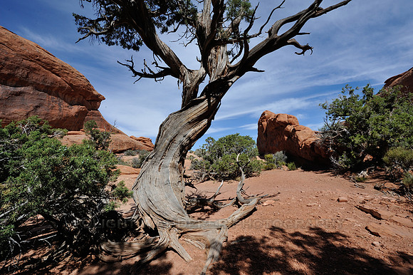 Twisted tree