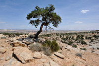 Lone tree in highland plateau