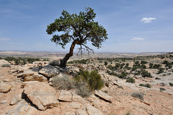 Lone tree in highland plateau