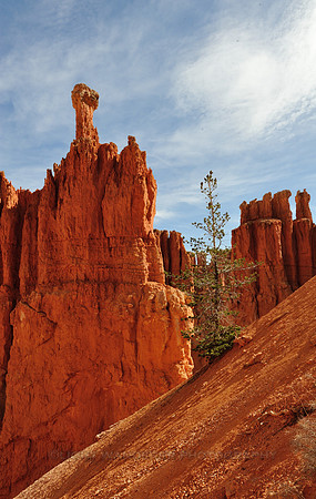 Tree growing in loose sand, red rock hoodoos