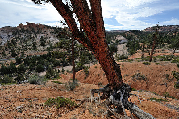 Tree hanging on a sandy slope