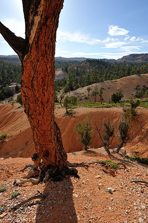 Tree growing on a sandy slope