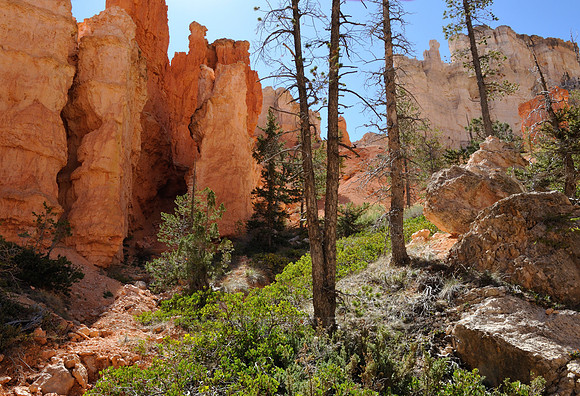 Pine trees and red rocks