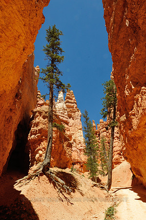 Pine trees on the bottom of red rock gorge