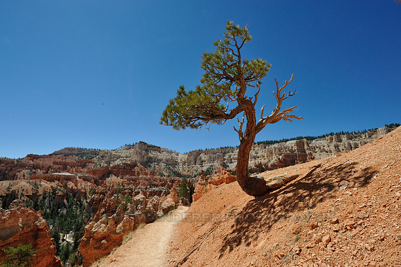 Hiking trail In Bryce Canyon National Park