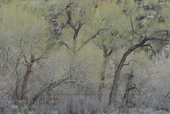 Trees with light green leaves
