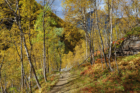 Hiking trail with happy fall colours