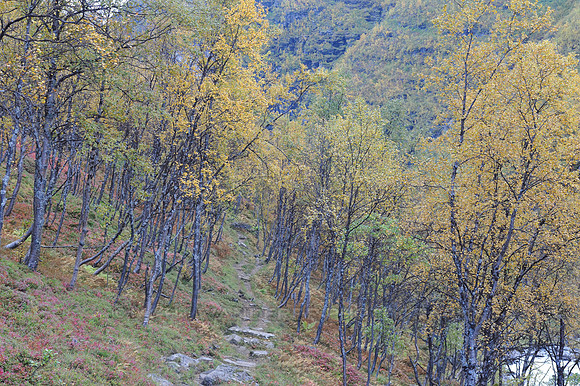 Hiking trail, trees in fall colours