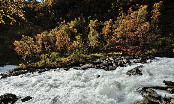 Birches in fall colours, white water rapids