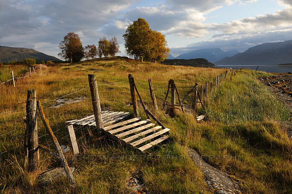 Seaside meadows with fence