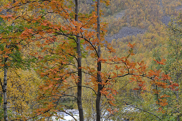 Rowan tree with orange colour leaves