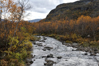 Mountain river, fell birches