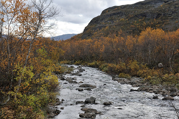 Mountain river, fell birches