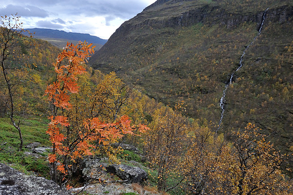 Rowan with bright orange leaves