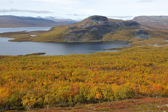 Trees turn into happy colours of fall