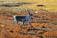 Autumn colors of Finnish Lapland