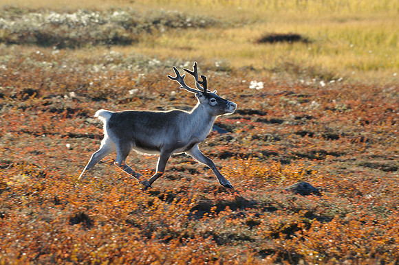 Reindeer are roaming free in Lapland