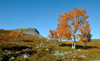 Happy fall colours in Lapland, Finland