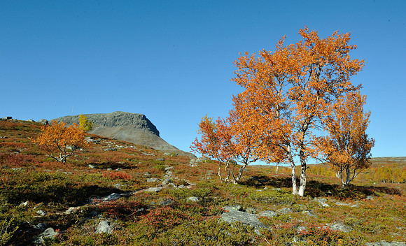 Happy fall colours in Lapland, Finland