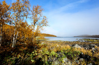Birch trees with fall colours