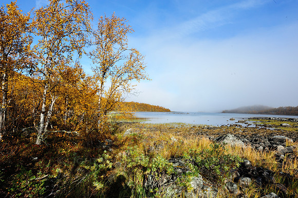 Birch trees with fall colours