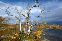 Fell birch
