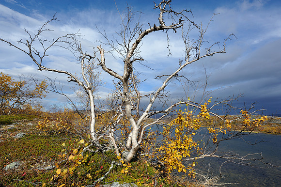 Fell birch