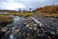 Log in the middle of stream