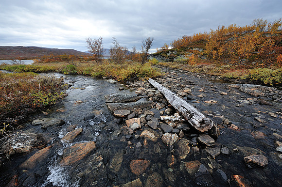 Log in the middle of stream