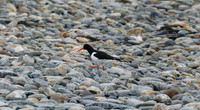 Oystercatcher walking on the stones