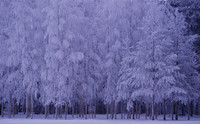 Growth of young birches in "blue moment"