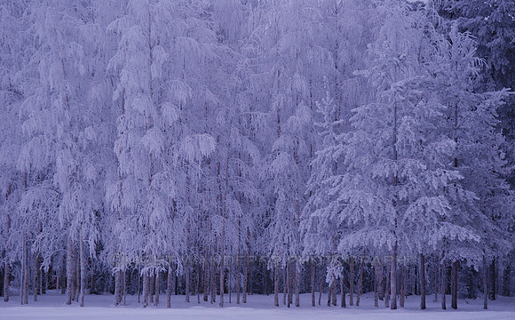 Growth of young birches in "blue moment"