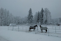 Horses with clothes