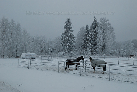 Horses with clothes