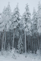 Young spruce trees covered by snow