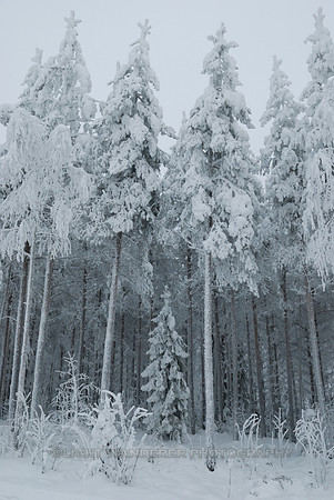 Young spruce trees covered by snow