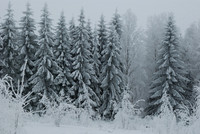 Frosty spruces