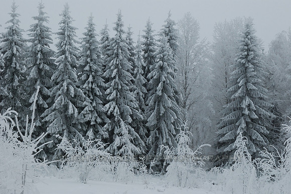 Frosty spruces
