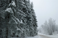 Frosty spruces