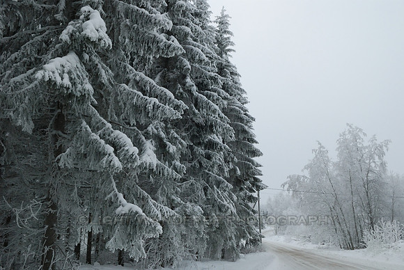 Frosty spruces