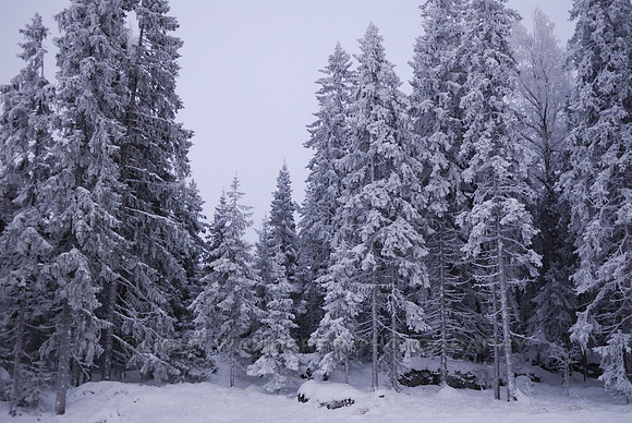 Shades of white and grey