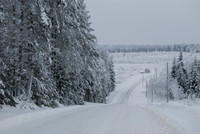Frosty trees, snow covered road