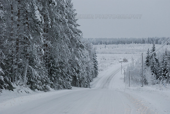 Frosty trees, snow covered road