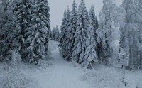 Ski track amidst snow covered trees