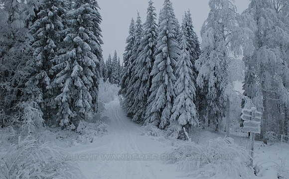 Ski track amidst snow covered trees