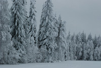 Tree branches often break under the weight of snow