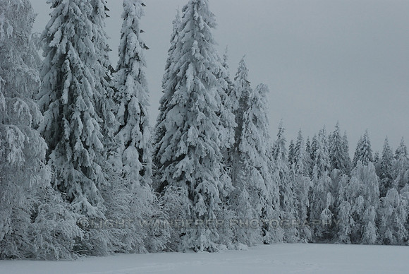 Tree branches often break under the weight of snow