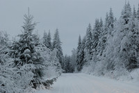 Trees covered by frost