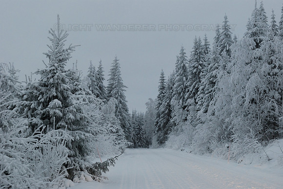 Trees covered by frost